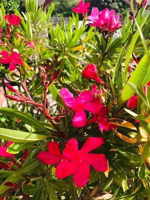 Palm Villa Fethiye